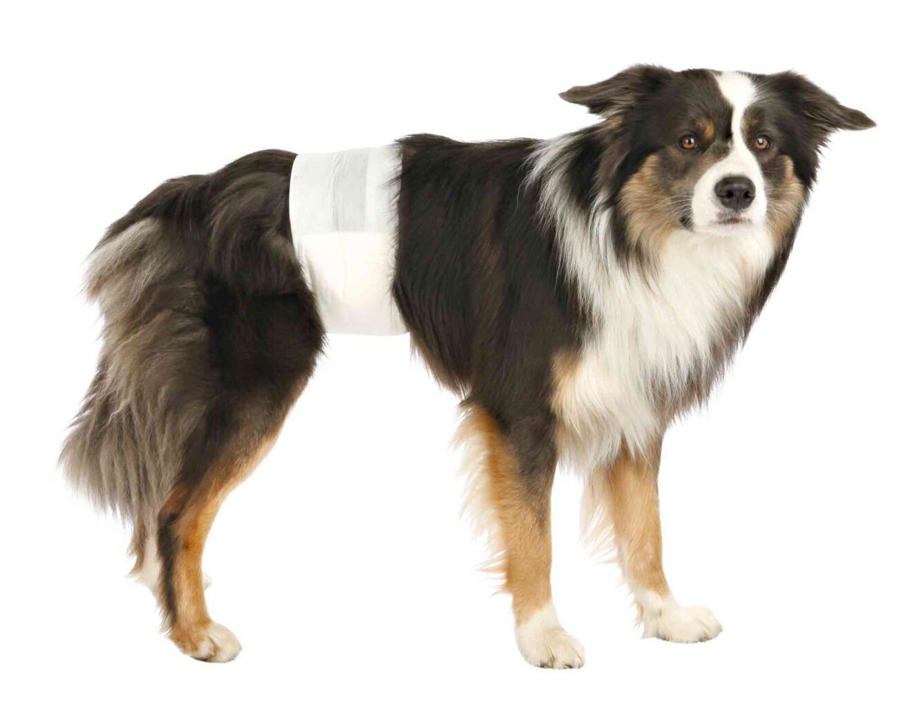 Jednorázové pleny pro psy 12ks/balení