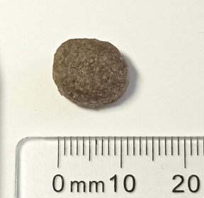 Supra Adult Small 3kg