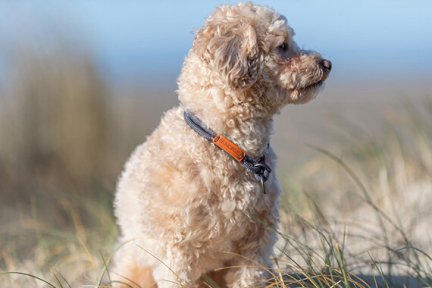 Be Nordic polostahovací obojek tmavošedá